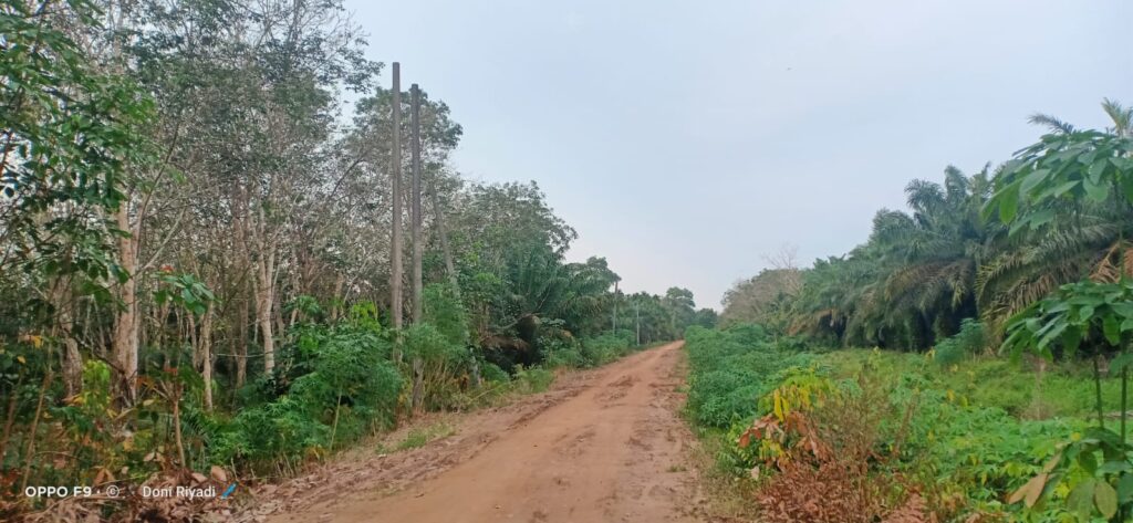 Tiang Listrik Sudah Terpasang Bertahun-tahun Di Dusun Karya Desa Sungai Tering Namun Jaringan Listriknya Belum Terealisasi Juga Sampai Saat Ini
